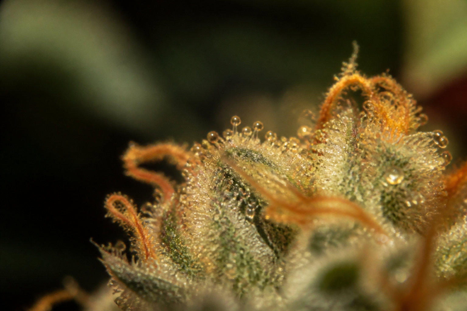 Quel cannabinoïde choisir selon tes besoins précis ?